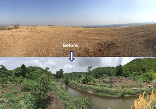  Transforming Barren Land into Thriving Forests 