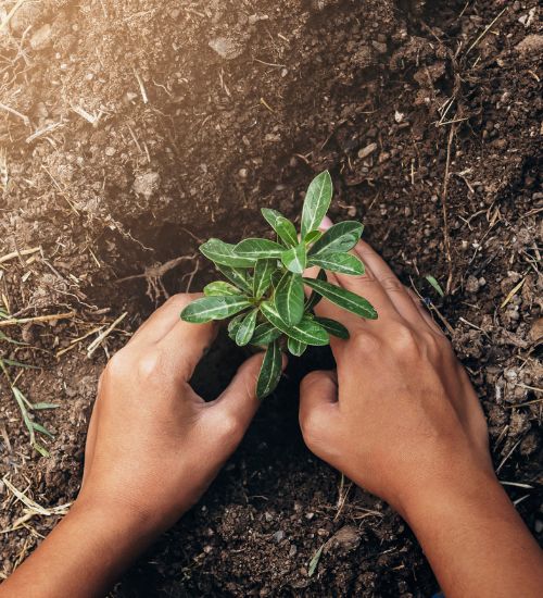 Environmental Actions